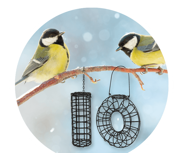 Voegel im Winter mit Vogelfuttergittern